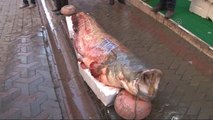Kızılırmak'ta 2,5 Metrelik Yayın Balığı Yakalandı