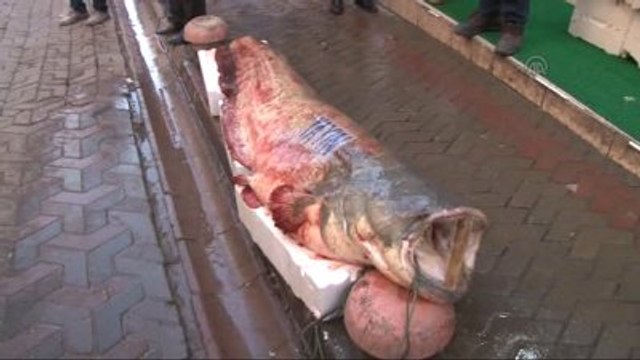 Kızılırmak'ta 2,5 Metrelik Yayın Balığı Yakalandı