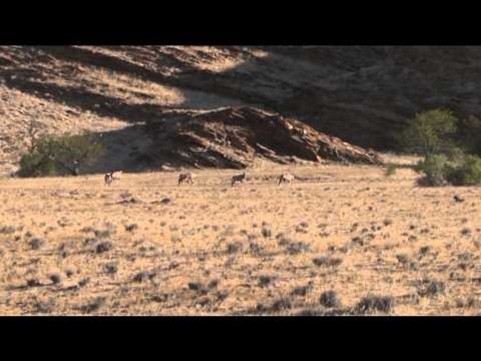 Outdoor Quest TV - Namibia KlipspringerGemsbok