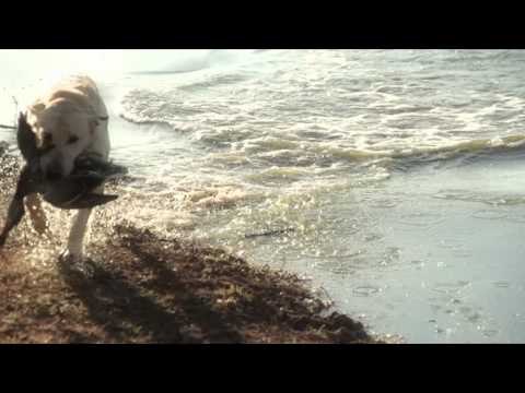 Mojo TV - Spoon and Crockett