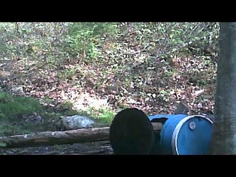 Born to Hunt Boys - Spring Black Bear at Squaw Lake Outfitters