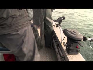 Fishful Thinking - Salmon Delight