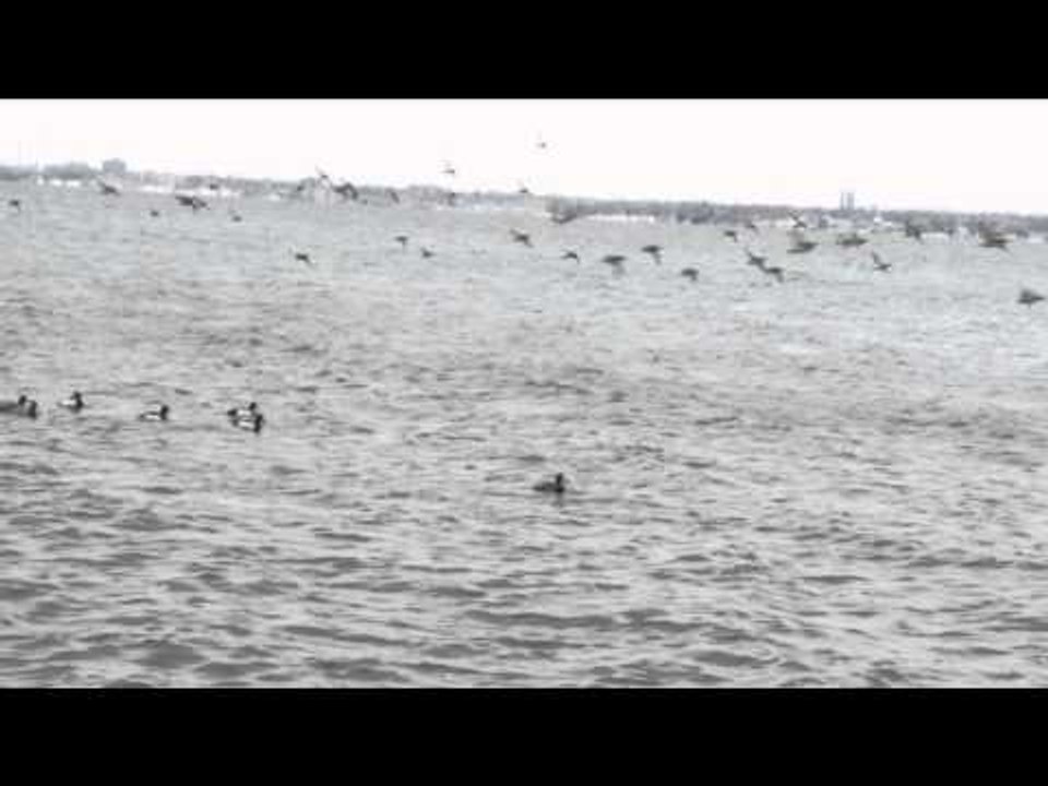 The Canadian Tradition - Late Season Flyway