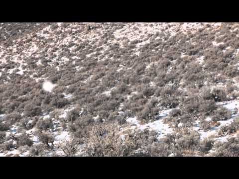 Dead Dog Walkin - Protecting Nevada Ranches