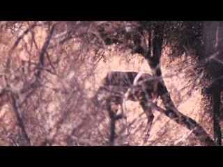 Jim Shockeys Hunting Adventures - Namibia Safari with Dad
