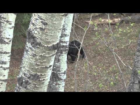 The Fever - Big Bear