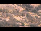 Mathews TV with Dave Watson -  Arizona Javelina Couples Hunt Part 2