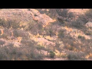Mathews TV with Dave Watson -  Arizona Javelina Couples Hunt Part 2