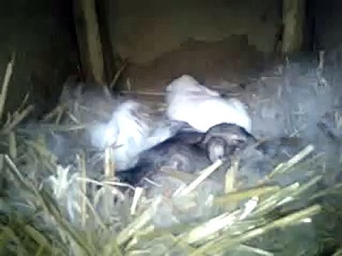 Funny baby bunnies – 10 DAYS cute rabbits.