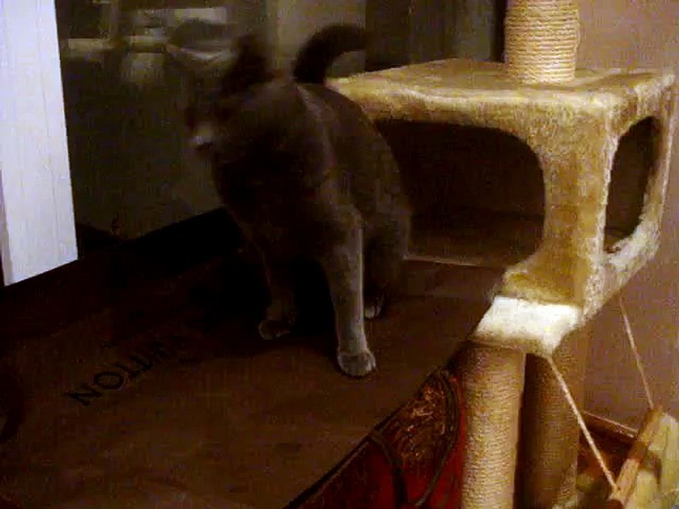 CUTE CAT