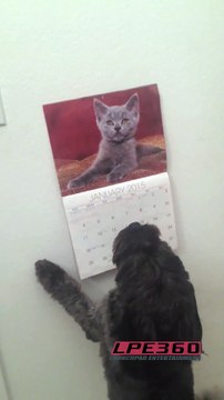 Dog barks at cat poster
