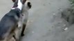 FUNNY Dog and Cat Mating Breeding Travel and golden business around Mating Animals