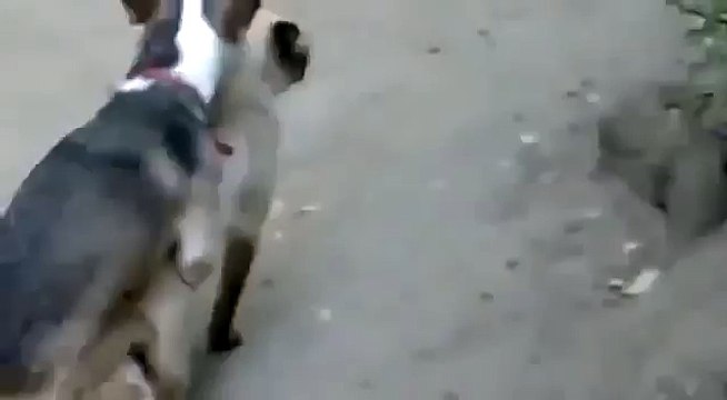 FUNNY Dog and Cat Mating Breeding Travel and golden business around Mating Animals