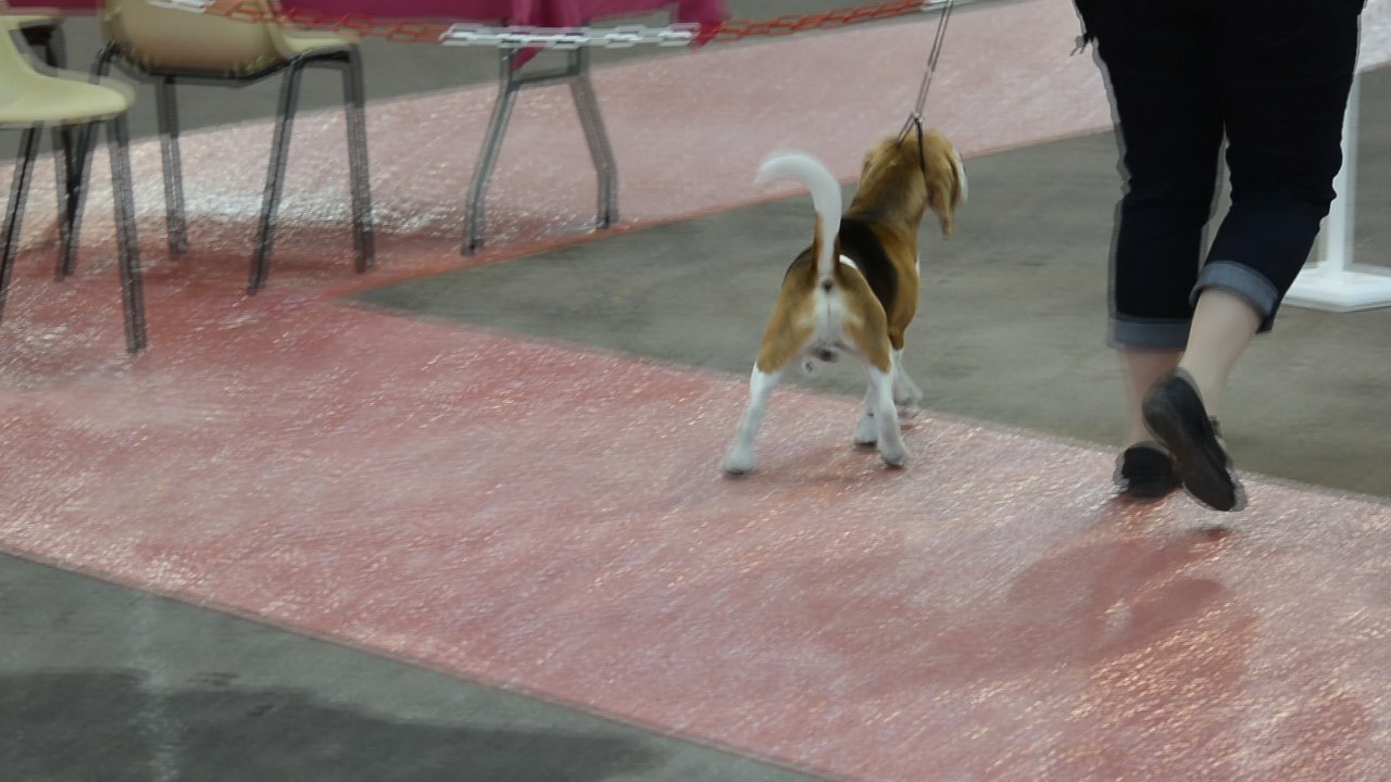 Little Angel à Troyes 06.02.16  (4)