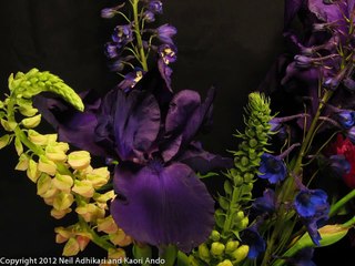 Lupin loves Iris - A Time-Lapse