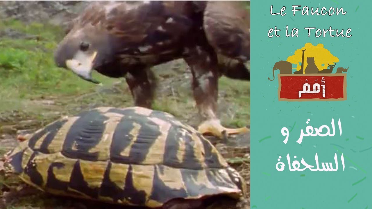 Omam -EP11- L'aigle et la tortue