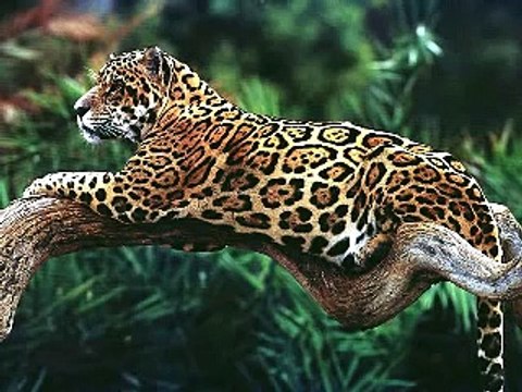 ПРОФЕССОР_КАРАПУЗ. В мире животных. Развивающее видео. Выпуск 1