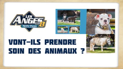 #LesAnges8 : Les cinq animaux présents dans le programme créent la polémique