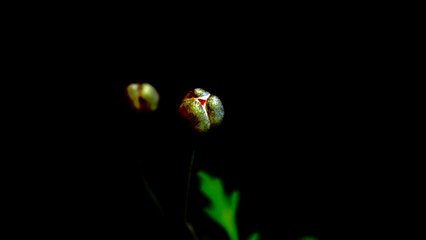 Orange Poppies Blooming Timelapse