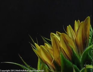 Peach Sunflower2 Blooming Time-lapse