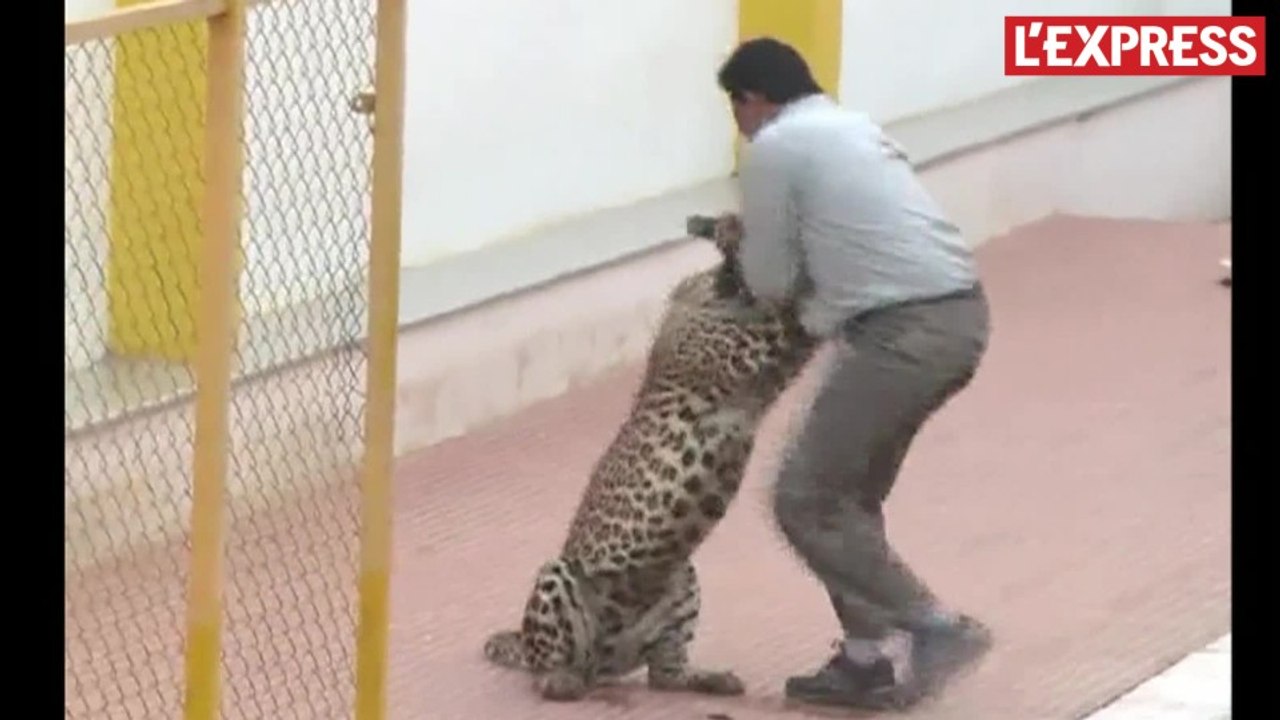 Inde: un léopard s'introduit dans une école et blesse 6 personnes
