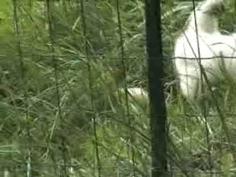 Les petits poussins (version longue)