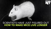 Science Has Discovered How To Make Mice Live 35% Longer