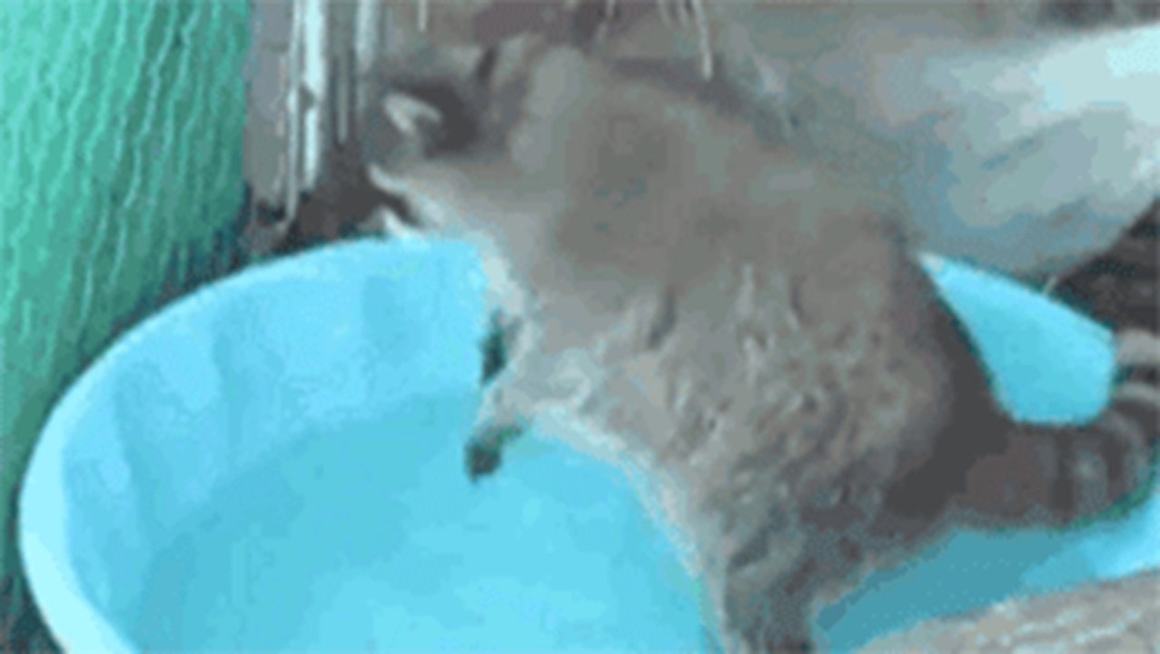 Trash panda pool party