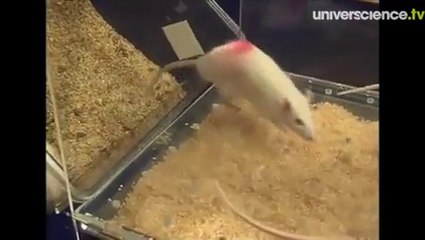 Expérience des rats plongeurs