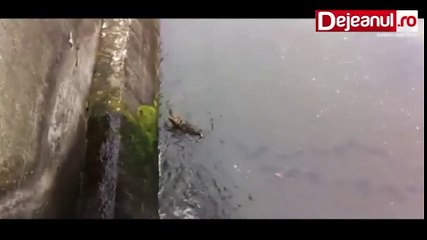 Drowning puppy shows pure joy after rescue