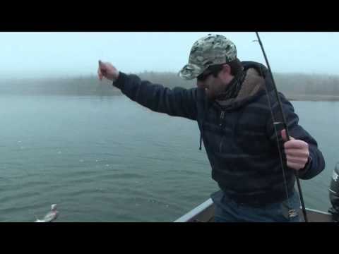 Maximum Limit Fishing - Fly Spawning Trout