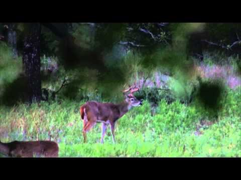 The Bear Whisperer - Not the Whitetail Whisperer