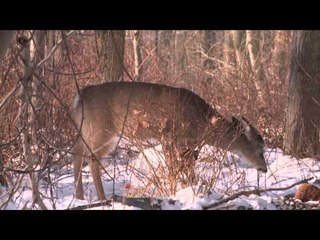 Easton Bowhunting TV - 2014 Favourites