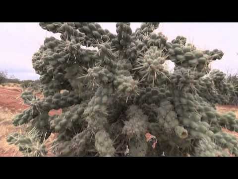 Dead Dog Walkin - Family Time In Mexico Pt 1