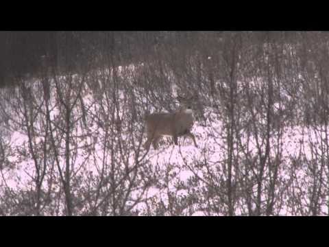 The Fever - Alberta Whitetail and Mule Deer Hunt