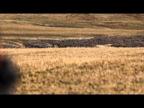 Where in the World is Colorado Buck - Montana Mule Deer with Mossback Guides and Outfitters