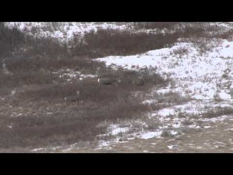 Outdoor Quest TV - Alberta Mule Deer