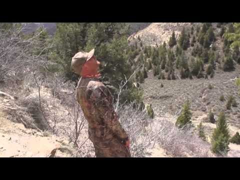 Hunting Illustrated - Black Bear and Trophy Bulls from Utah