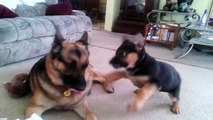 German shepherd puppy playing with dad