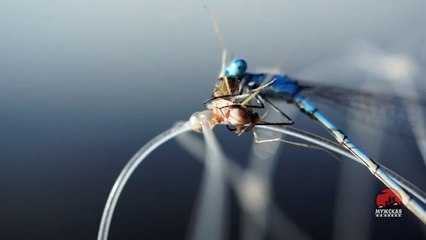 Video about nature- dragonfly arrow