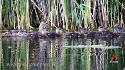 Video about nature- duck with ducklings