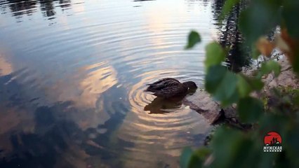 Video about nature- Mallard duck