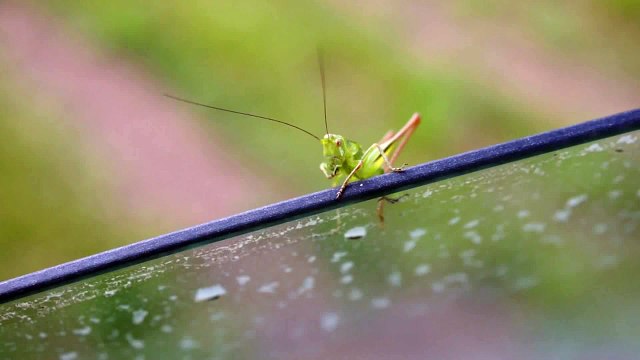 Видео о природе - Кузнечик видео