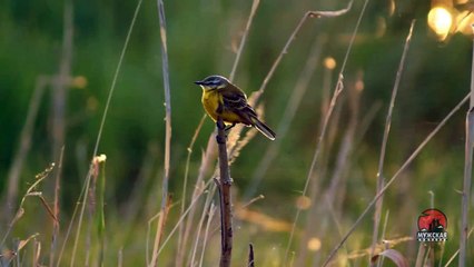 Видео о природе - овсянка желтая японская