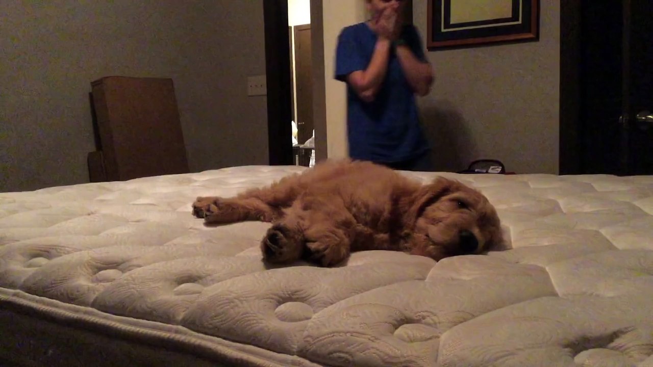 Meets puppy for the first time