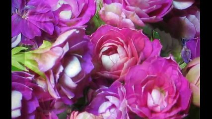 Pink Spray Roses Blooming Time-lapse