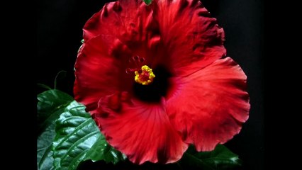 Red Hibiscus Flower Blooming उमलणारं जास्वंदाचं फूल Series3 - копия