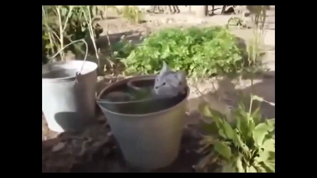 Кот принимает ванну