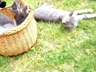 quatre chatons que je donne