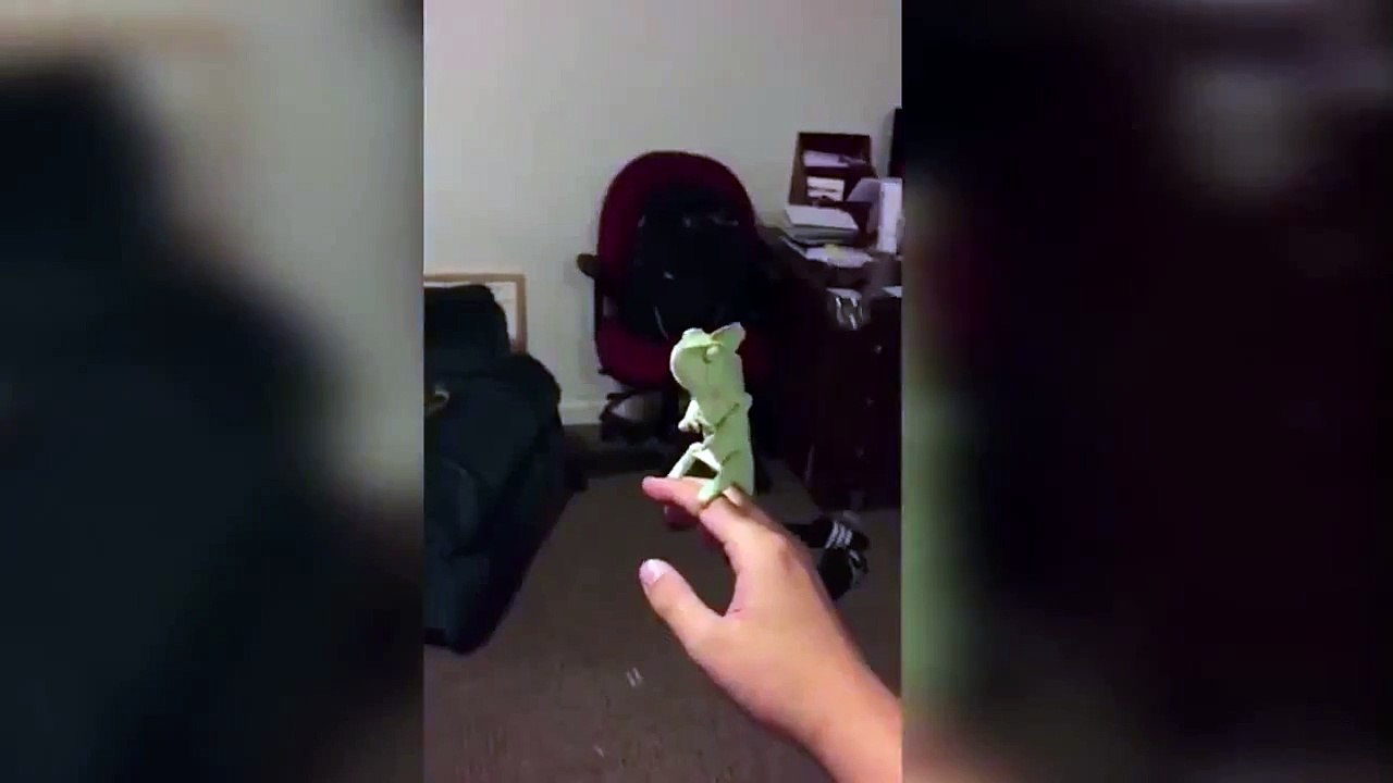 Хамелеон ловит мыльные пузыри